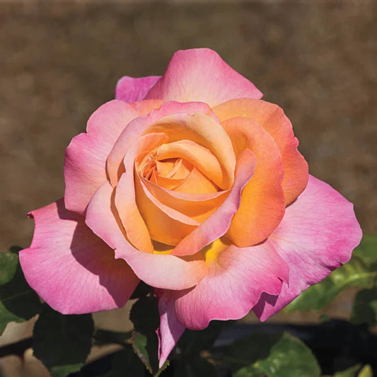 Roses: The Ultimate Guide to Growing, Gifting & Crafting with the World's Favorite Flower