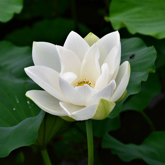 The Lotus Flower: Symbolism, Beauty & the Art of Crochet Lotus Blooms