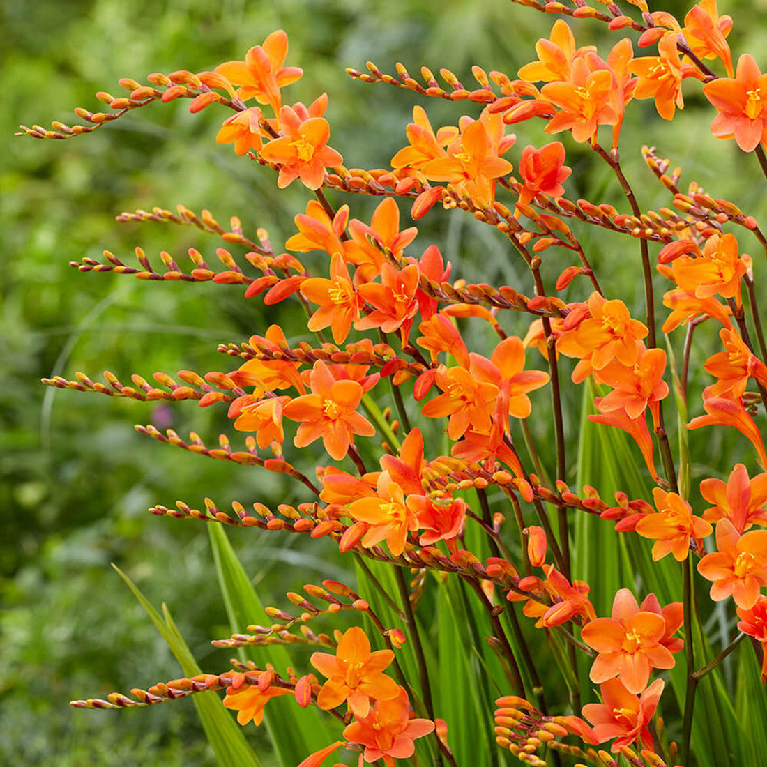 Coppertips (Crocosmia): A Gorgeous But Controversial Garden Flower