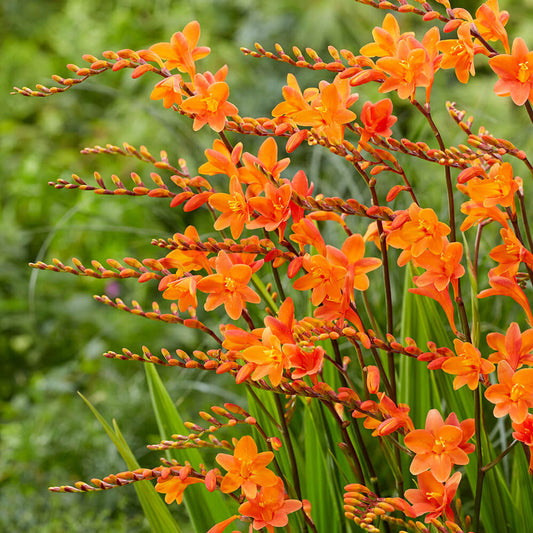 Coppertips (Crocosmia): A Gorgeous But Controversial Garden Flower