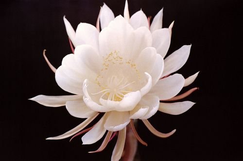 Nature’s Most Challenging Blooms – Made Easy with Crochet