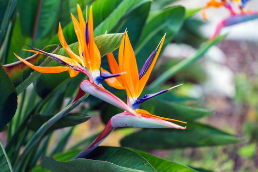 The Garden's Darlings, The Bouquet's Dilemma: Singapore's Stunning Blooms That Resist the Vase