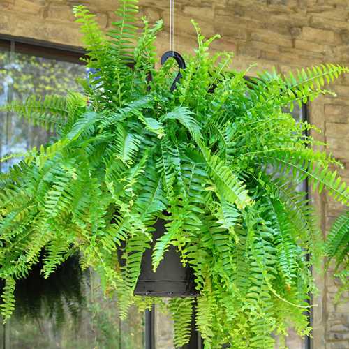 The Most Challenging Plants to Keep Alive (And Clever Alternatives)