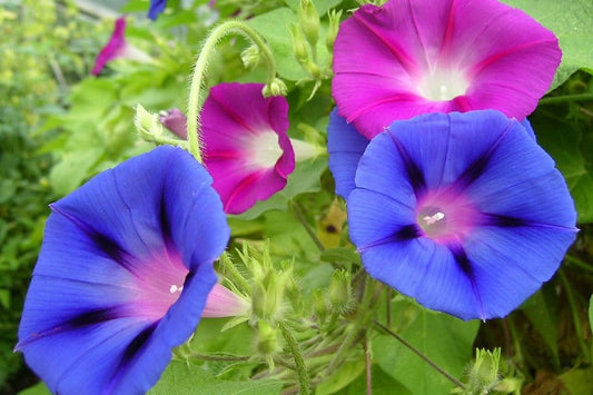 Morning Glory Care Guide: How to Grow & Maintain These Gorgeous Climbers