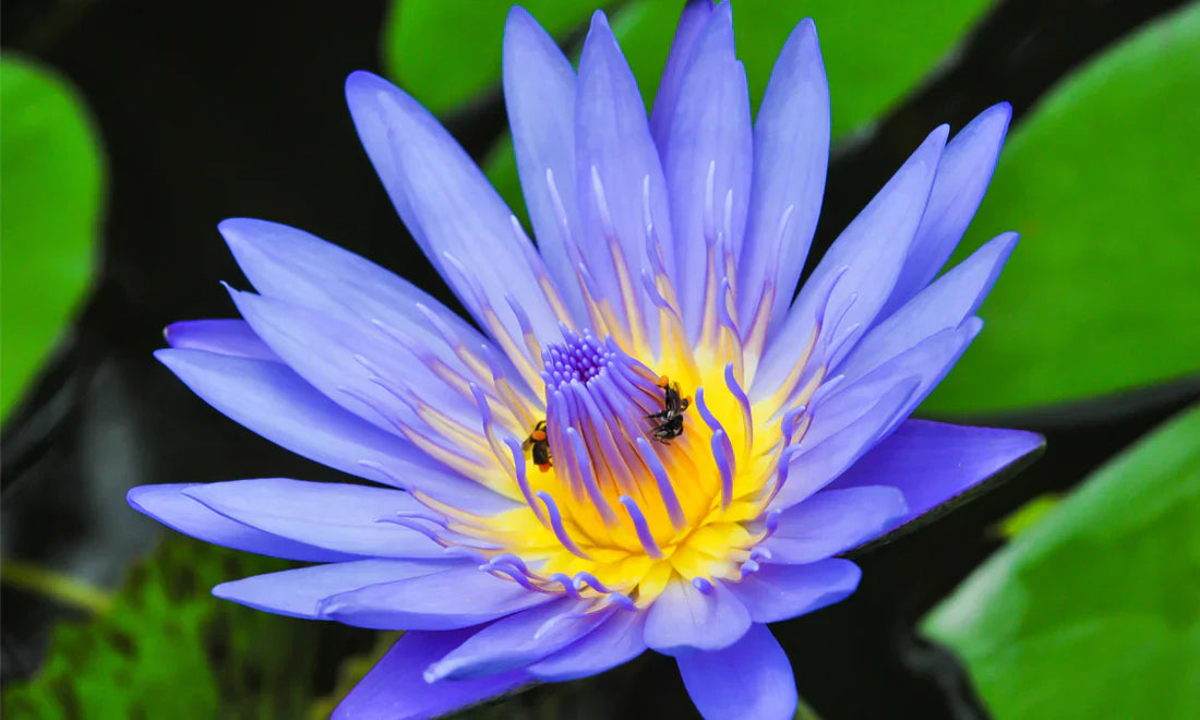 The Forbidden Flowers: Blooms Too Rare, Delicate, or Pricey for Your Bouquet