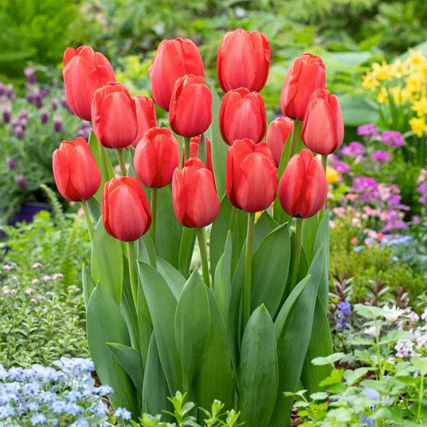 Tulips: Beauty with a Hidden Caution for Pet Owners
