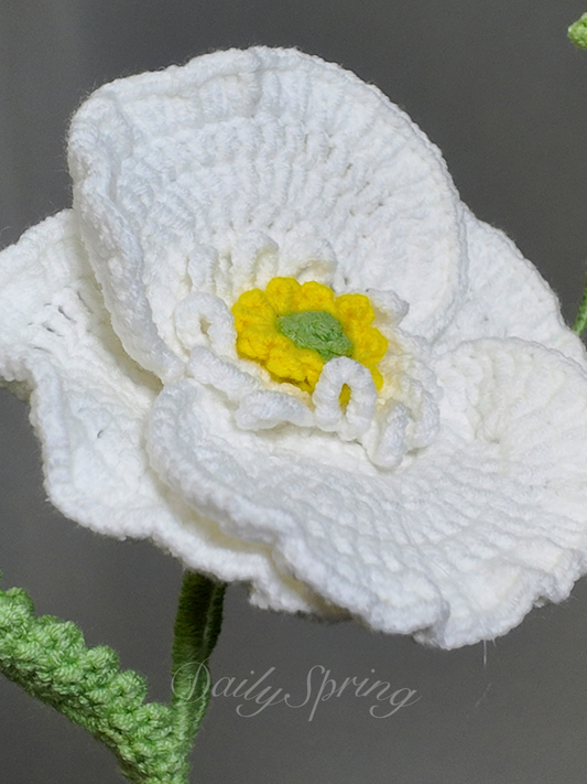 Anemone