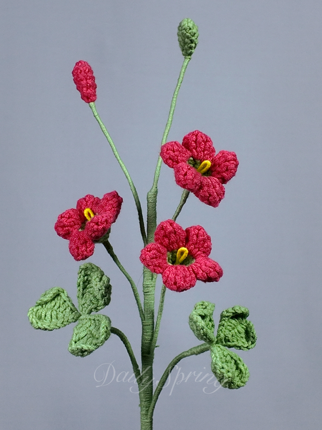 Hibiscus