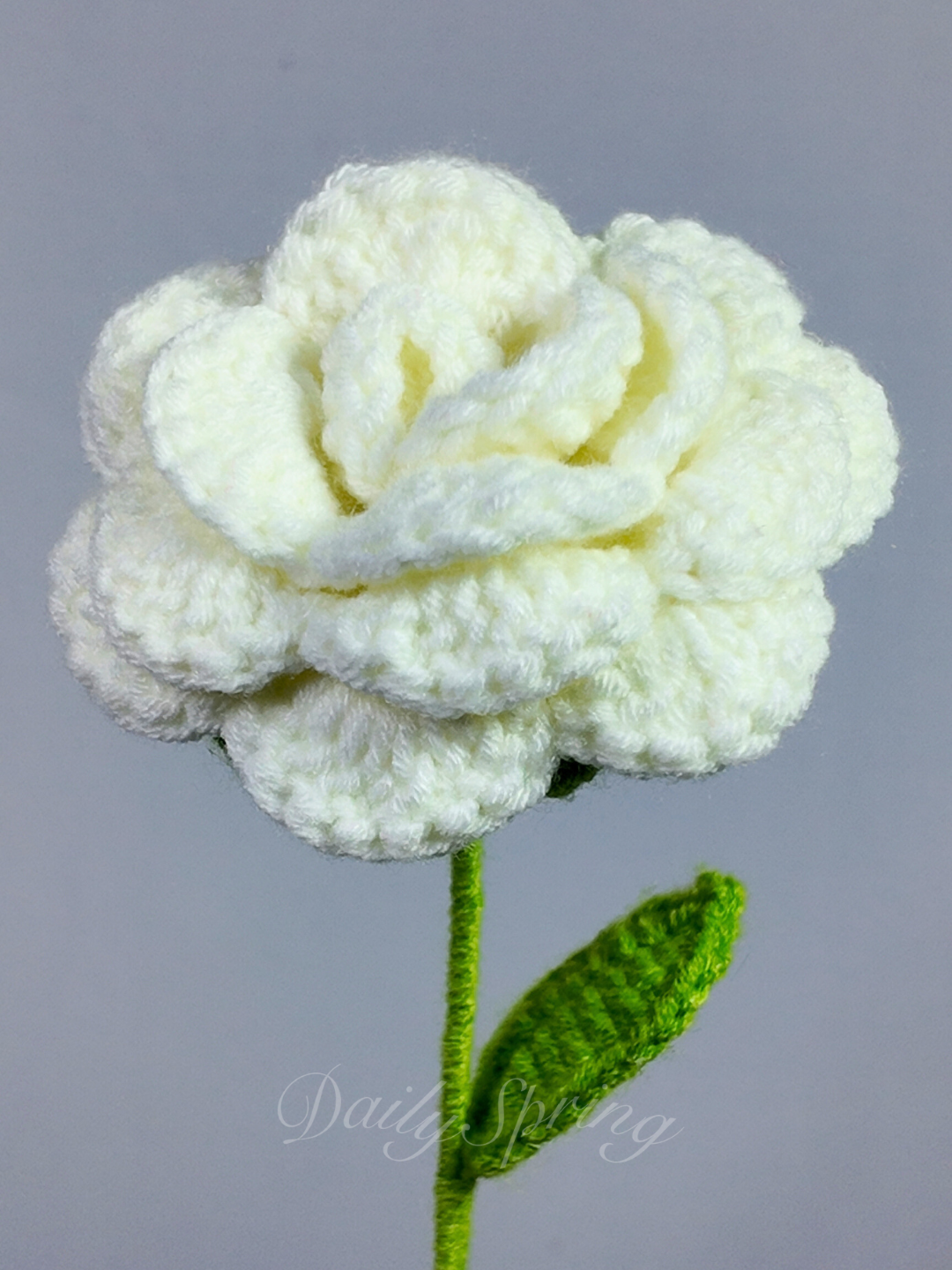 Hybrid Tea Rose