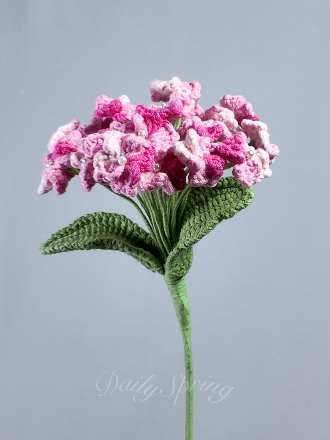 Hydrangea