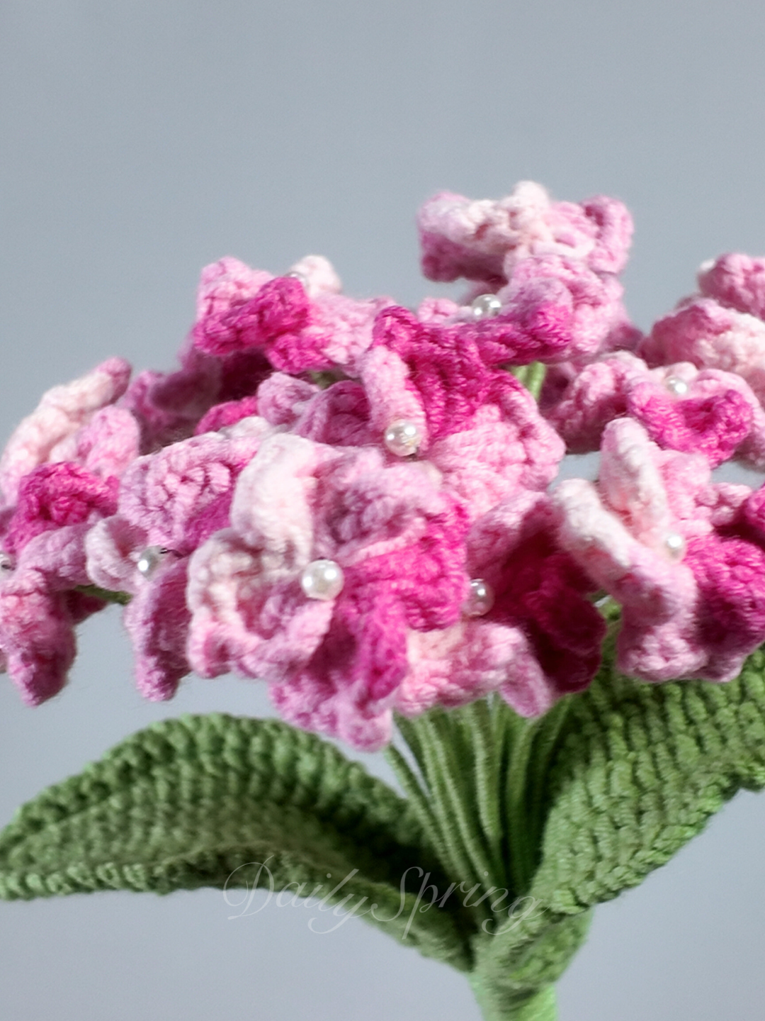 Hydrangea