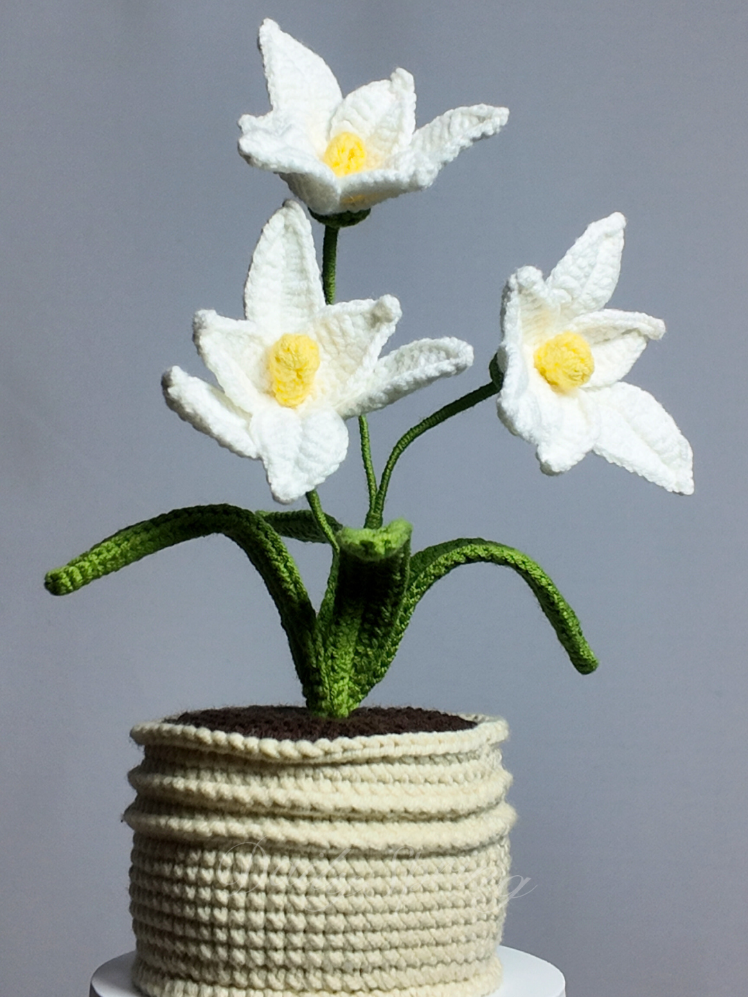 Orchid Pot