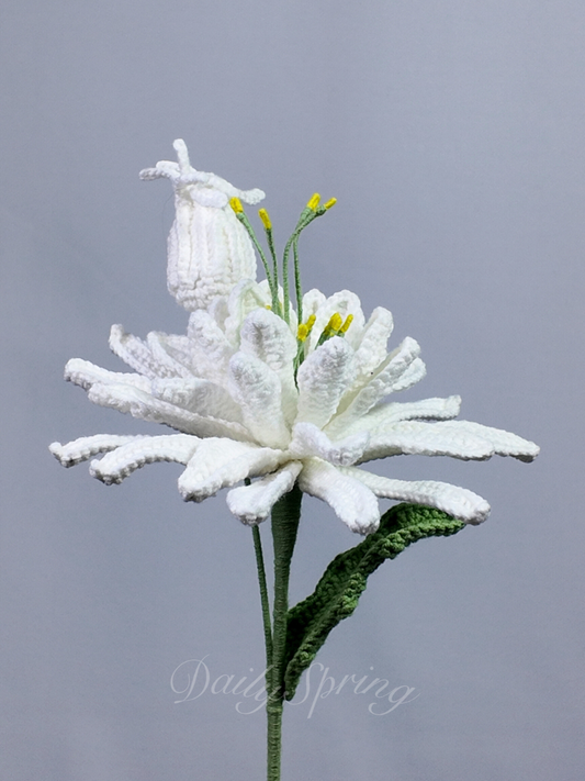 Queen of the Night (Tan Hua)