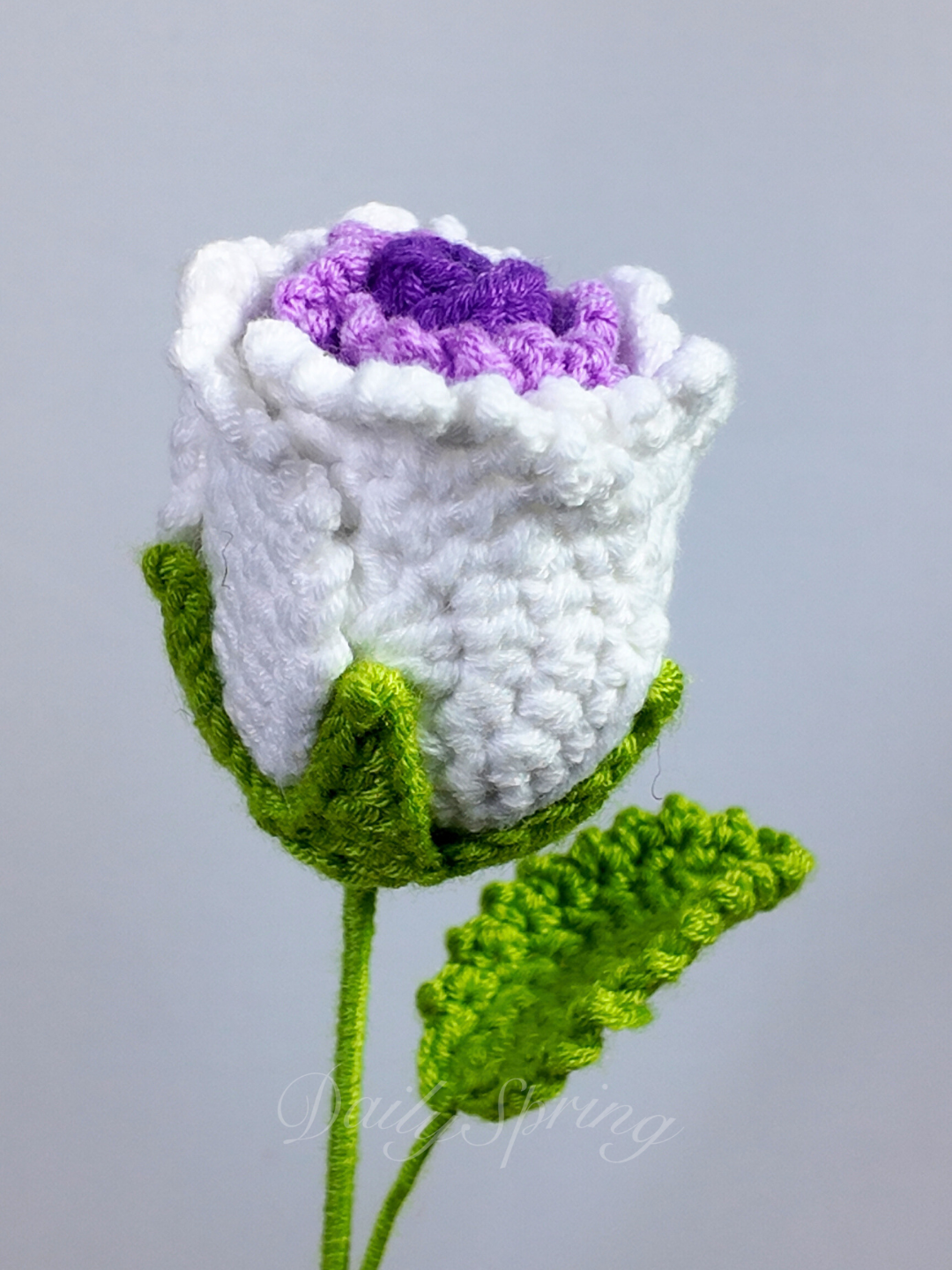 Garden Rose