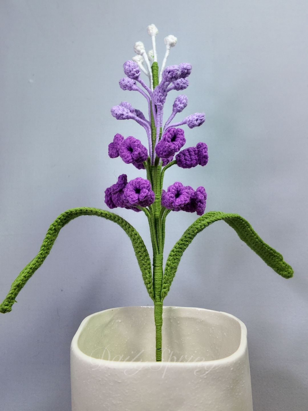 Snapdragons
