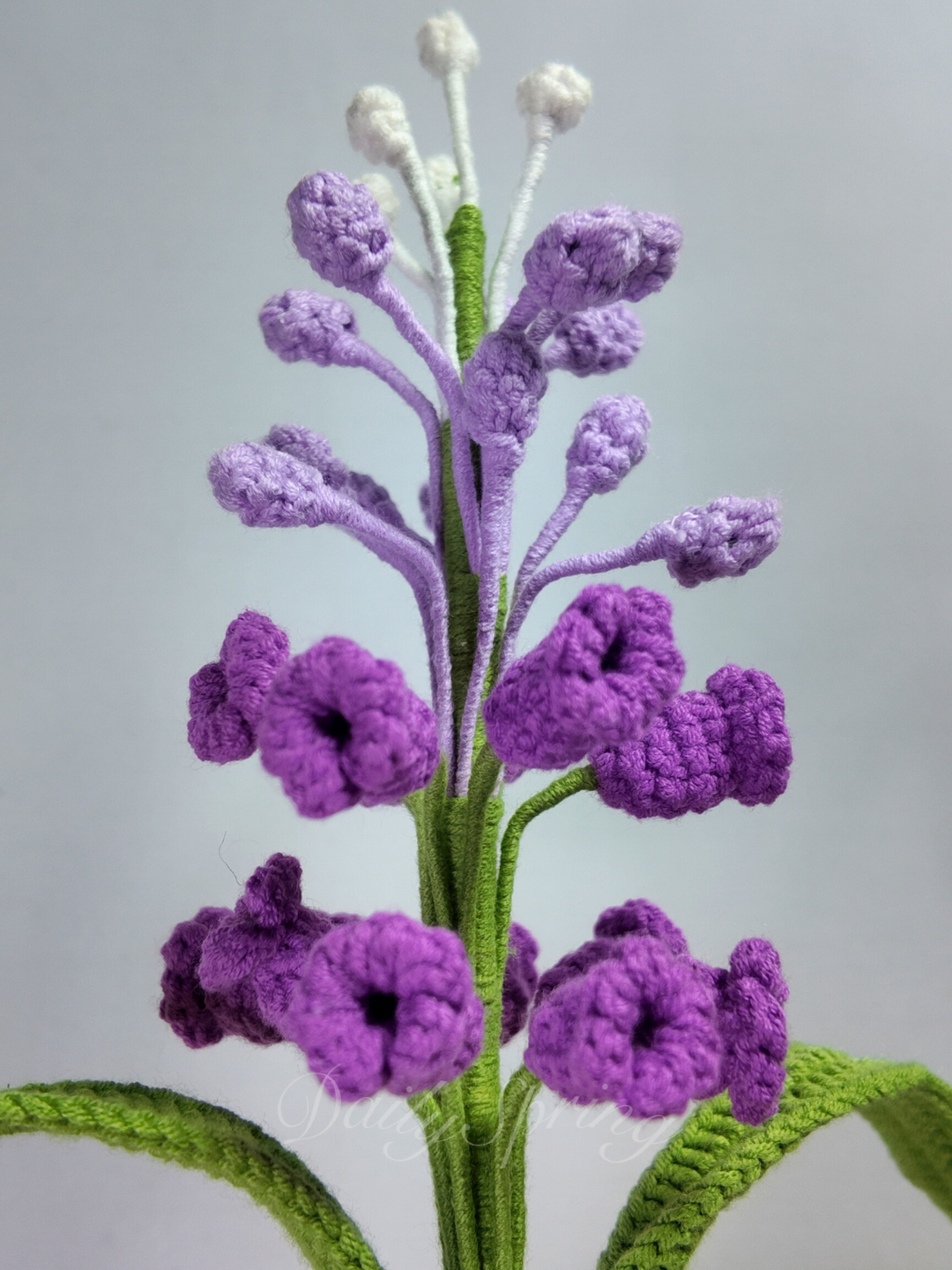 Snapdragons