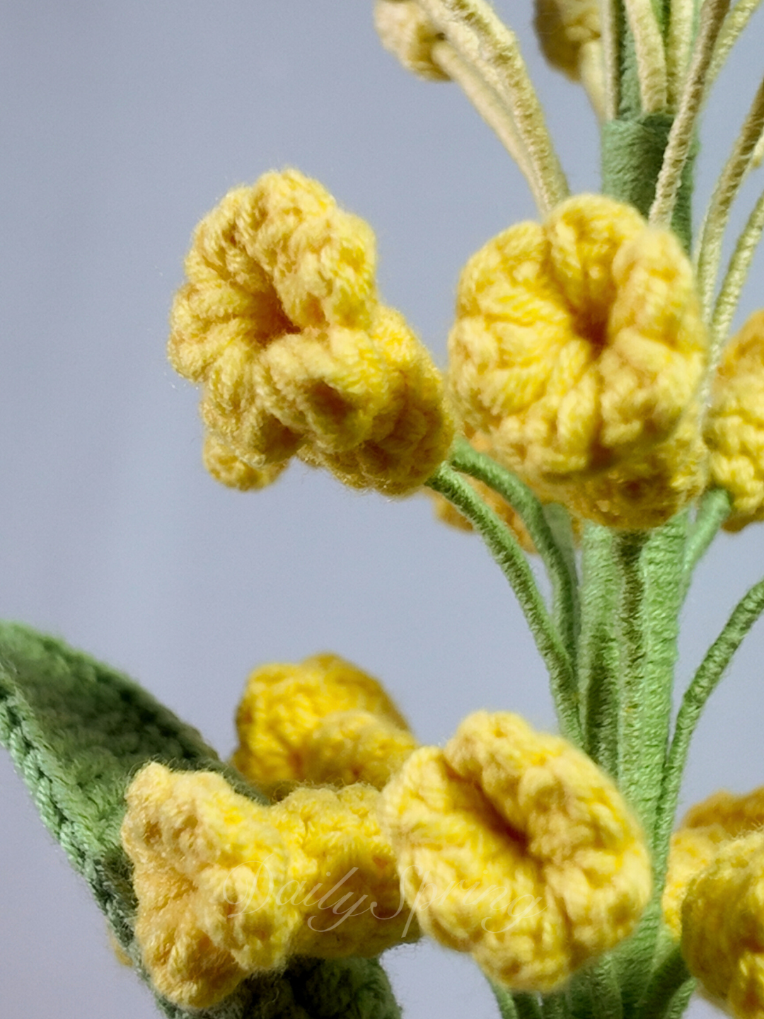 Snapdragons