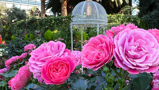 The 2026 Mother’s Day Floral Guide: Finding the Perfect Bloom