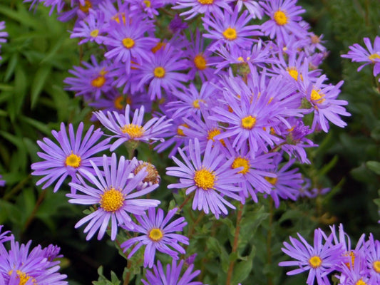 Blooms of Time: Discover Your Birth Month Flower & Its Secret Meaning