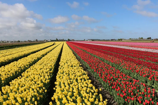 🌷 The Holland Muse: Why We Can’t Stop Chasing the Tulip