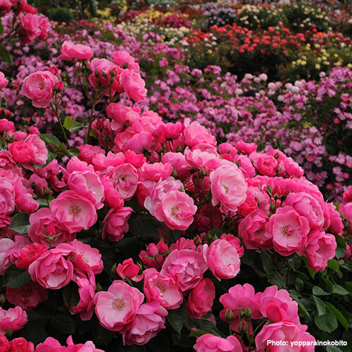 The Timeless Beauty of Roses: A Complete Guide