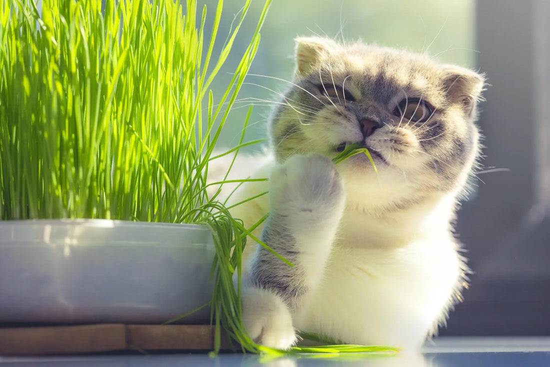 The Purr-fect Jungle: Singaporean Houseplants That Give Pets a Buzz (Not Poison)