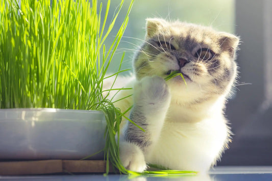 The Purr-fect Jungle: Singaporean Houseplants That Give Pets a Buzz (Not Poison)