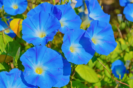 Morning Glory: The Enchanting Early Riser