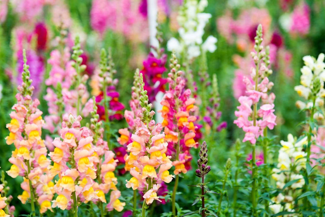 Beyond the Snap: Why Snapdragons Deserve a Spot in Your Garden