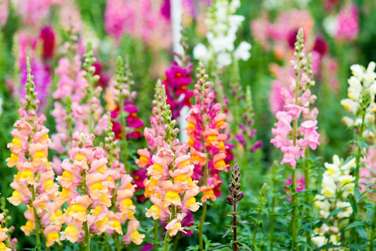 Beyond the Snap: Why Snapdragons Deserve a Spot in Your Garden