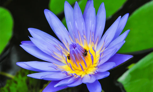 The Forbidden Flowers: Blooms Too Rare, Delicate, or Pricey for Your Bouquet