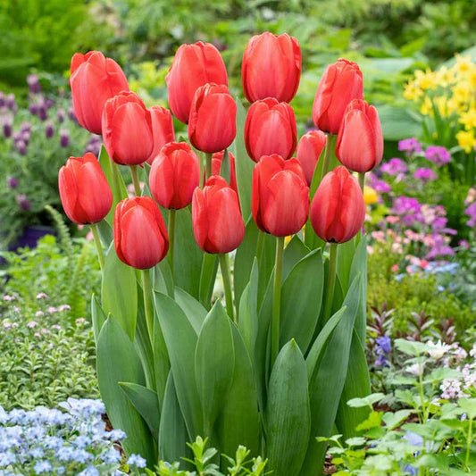 Tulips: Beauty with a Hidden Caution for Pet Owners