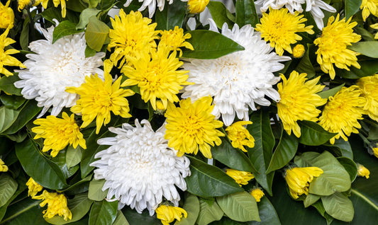 Flowers to Avoid in Singapore: A Multicultural Guide