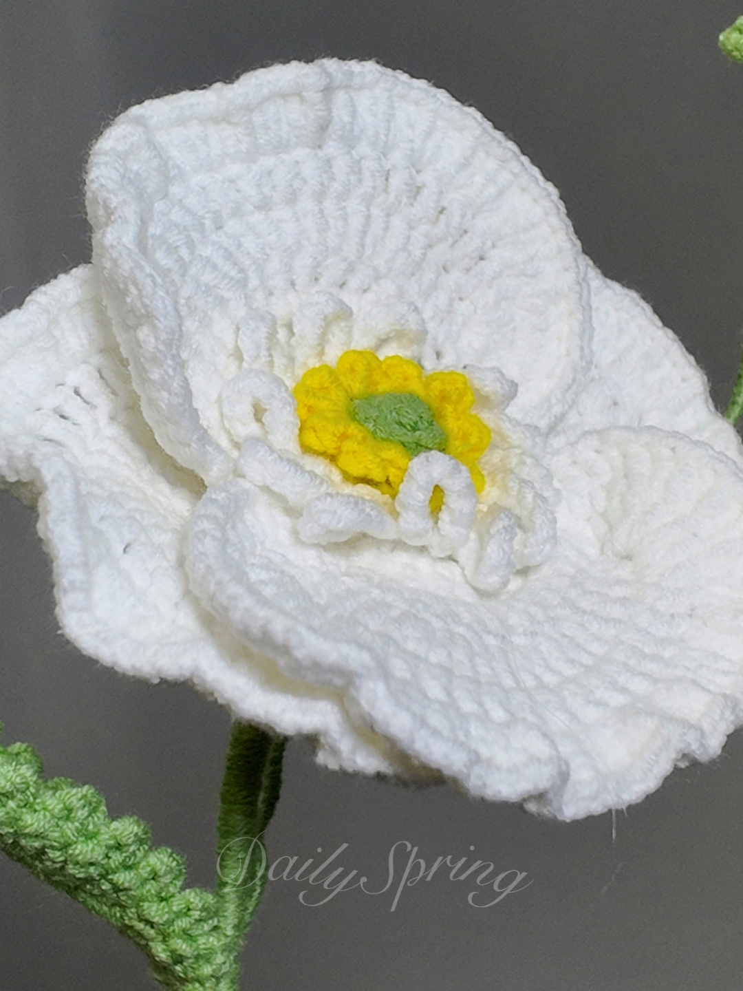 Anemone