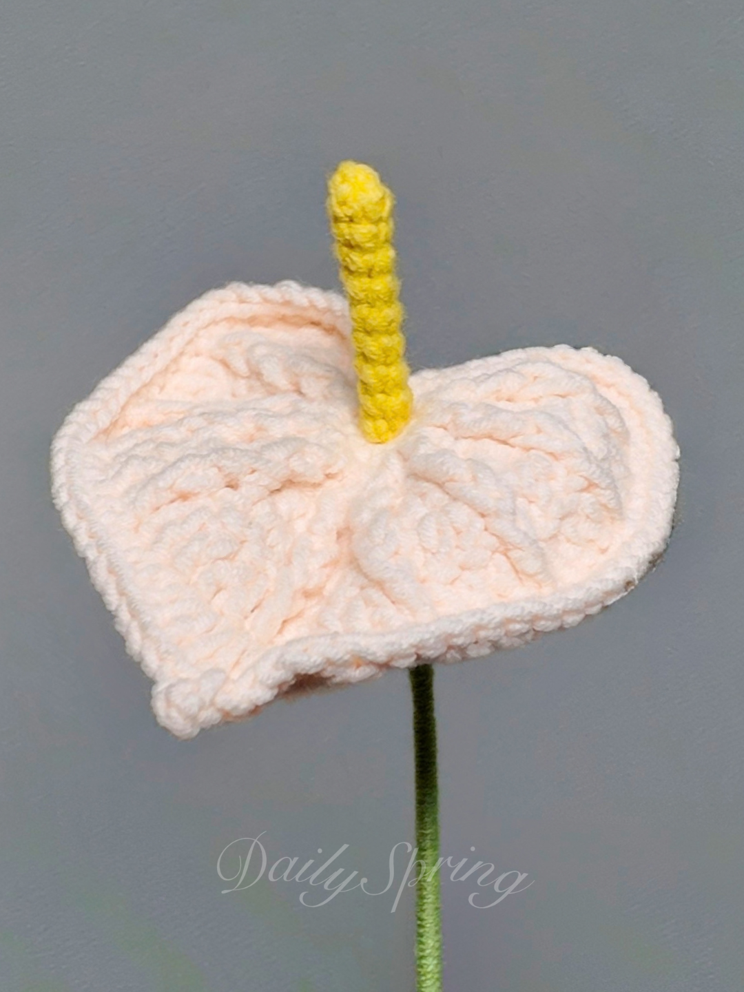 Anthurium (Flamingo Flower)