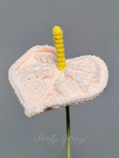 Anthurium (Flamingo Flower)