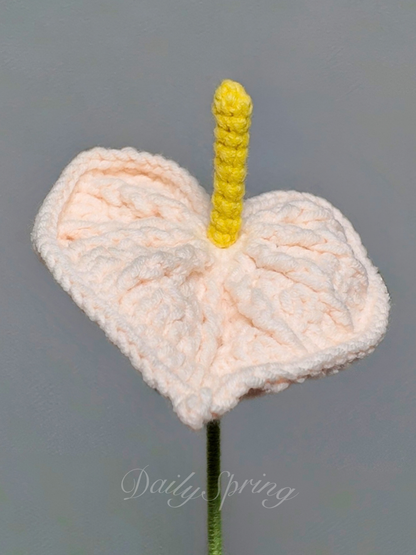 Anthurium (Flamingo Flower)