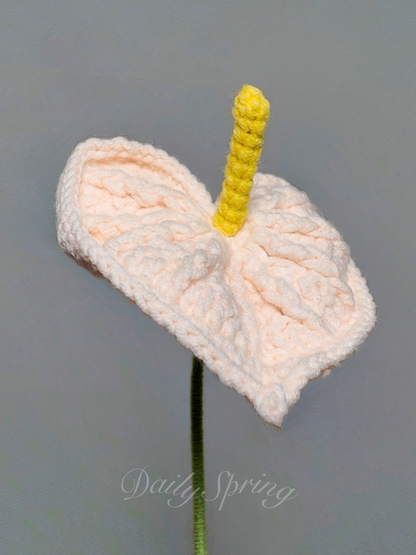 Anthurium (Flamingo Flower)