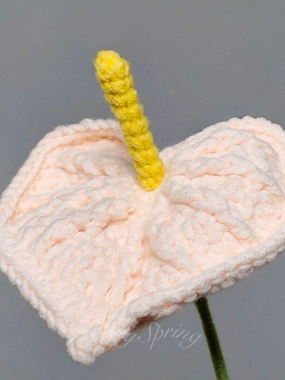 Anthurium (Flamingo Flower)
