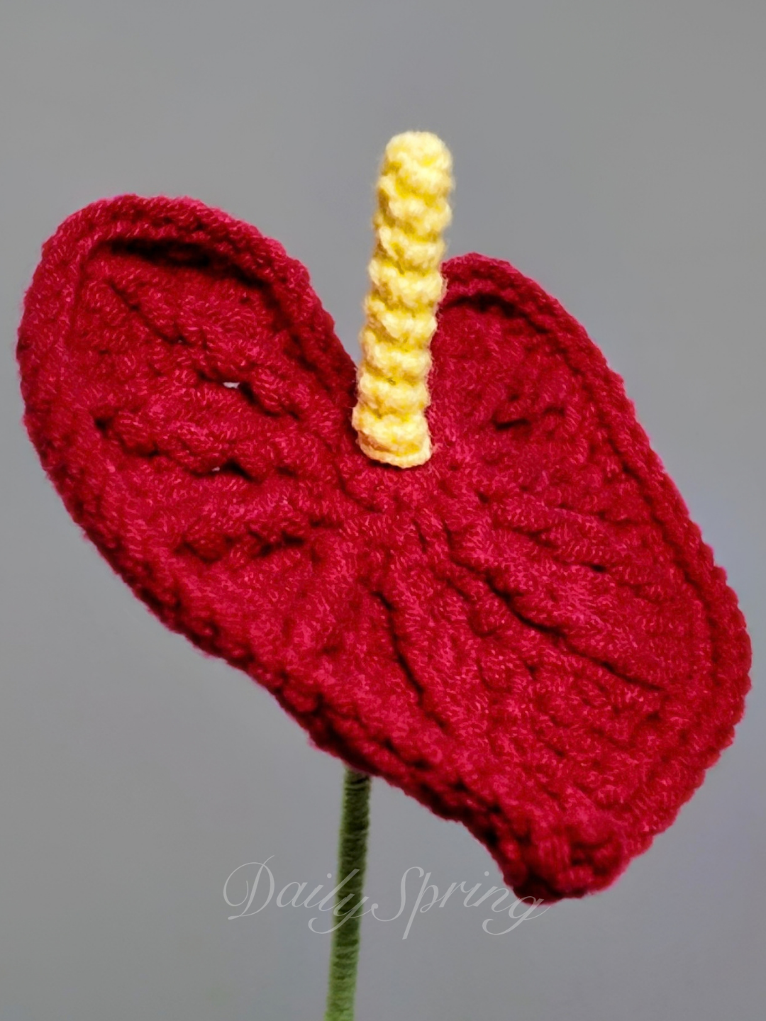 Anthurium (Flamingo Flower)