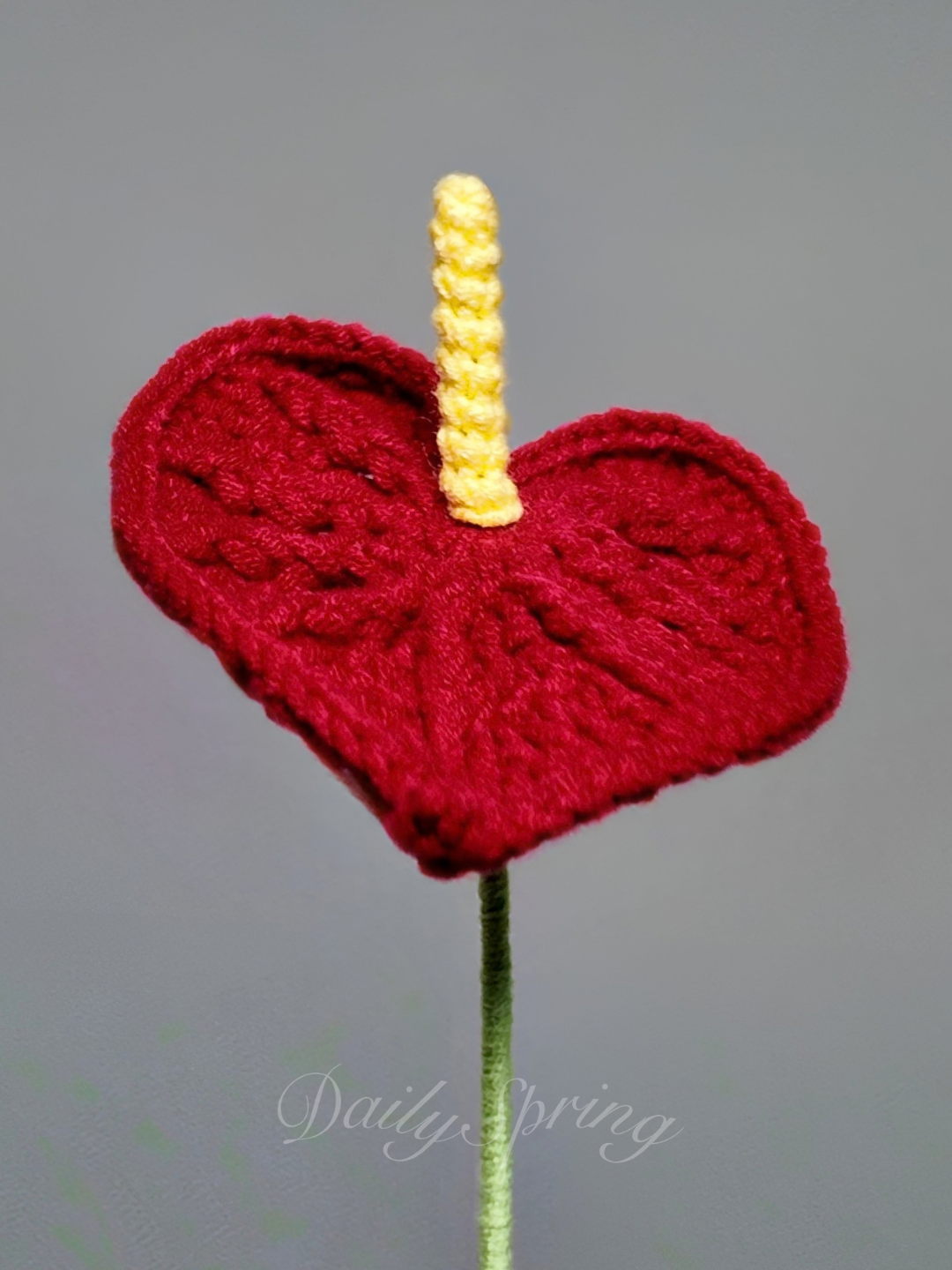 Anthurium (Flamingo Flower)