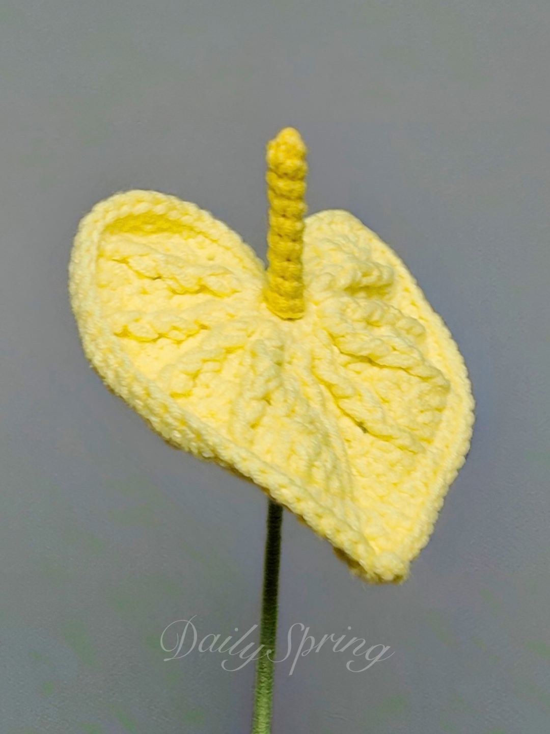 Anthurium (Flamingo Flower)