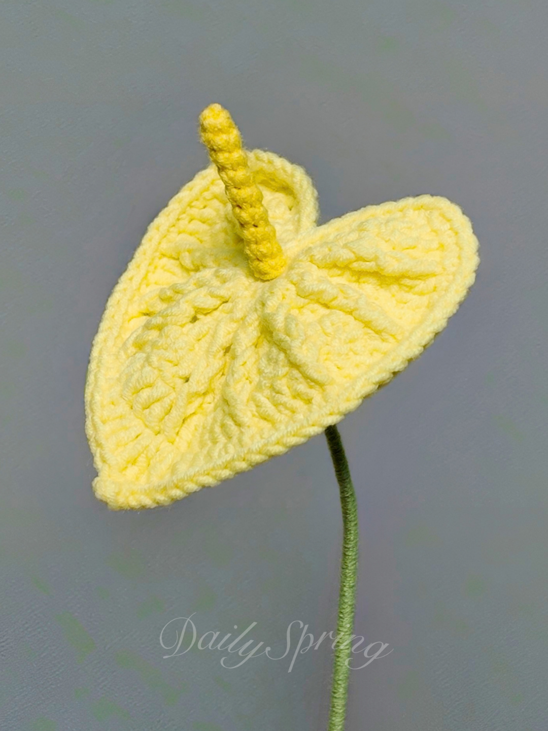 Anthurium (Flamingo Flower)