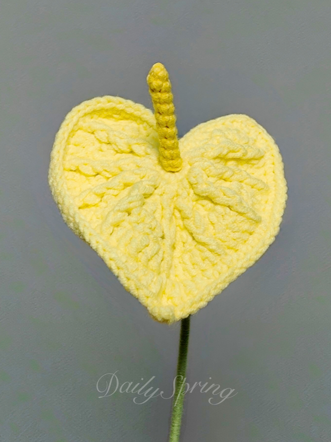 Anthurium (Flamingo Flower)