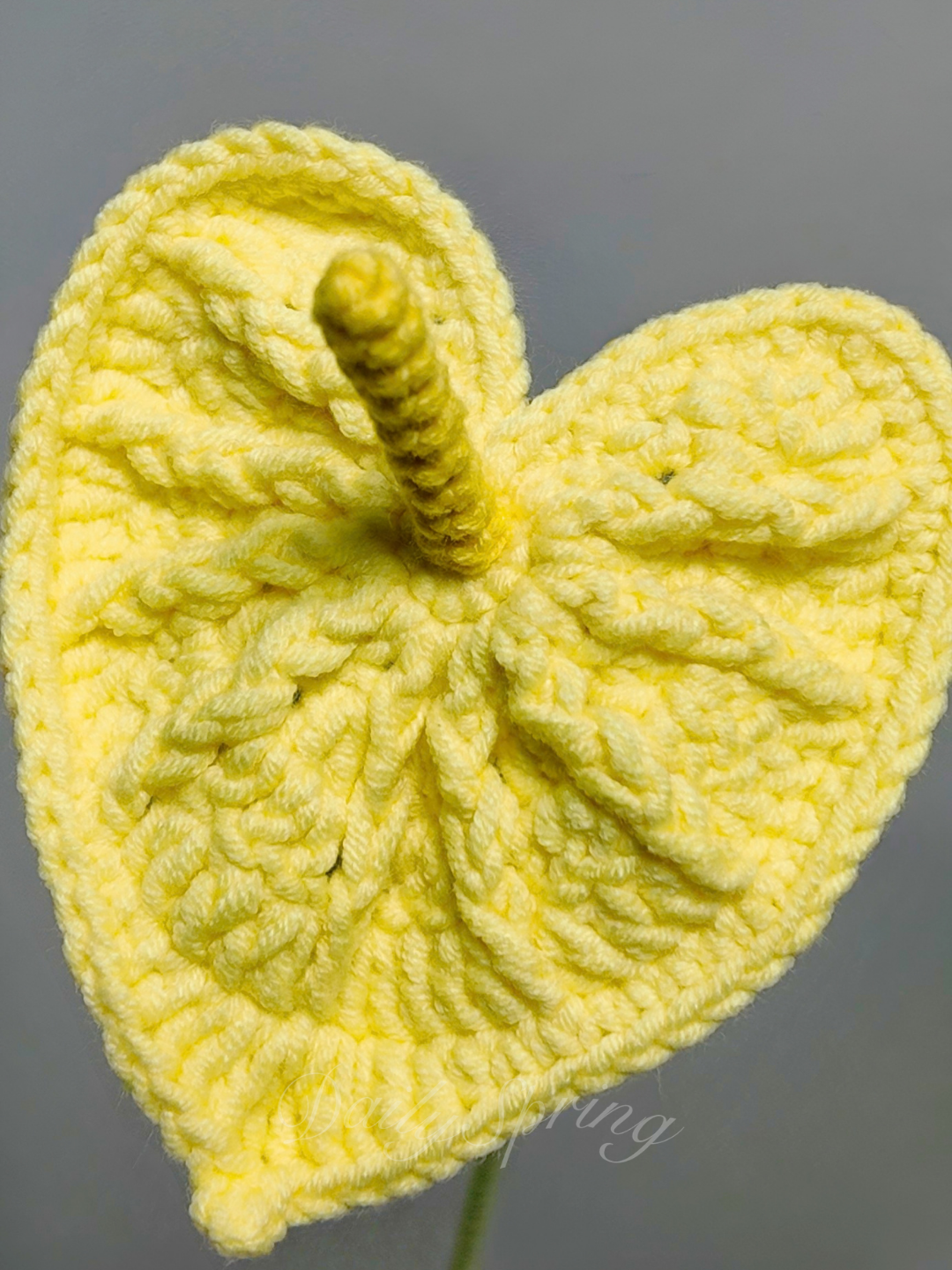Anthurium (Flamingo Flower)