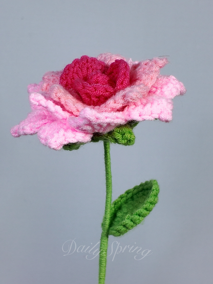 Hybrid Tea Rose