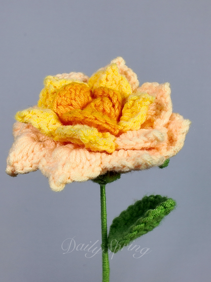 Hybrid Tea Rose