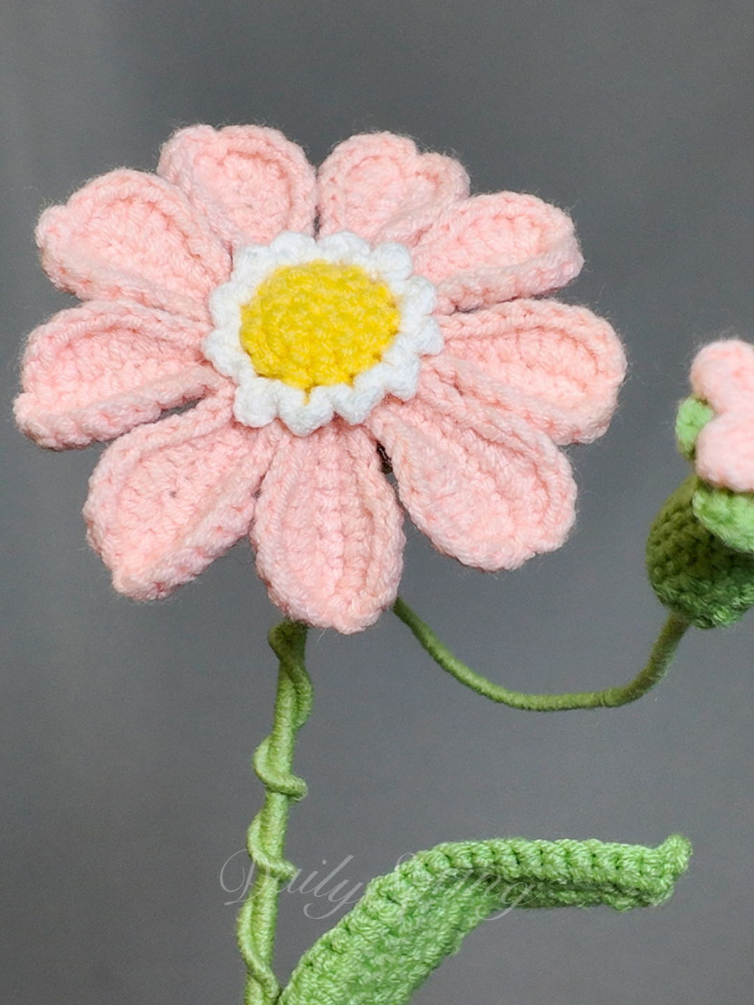 Mini Gerbera Daisy