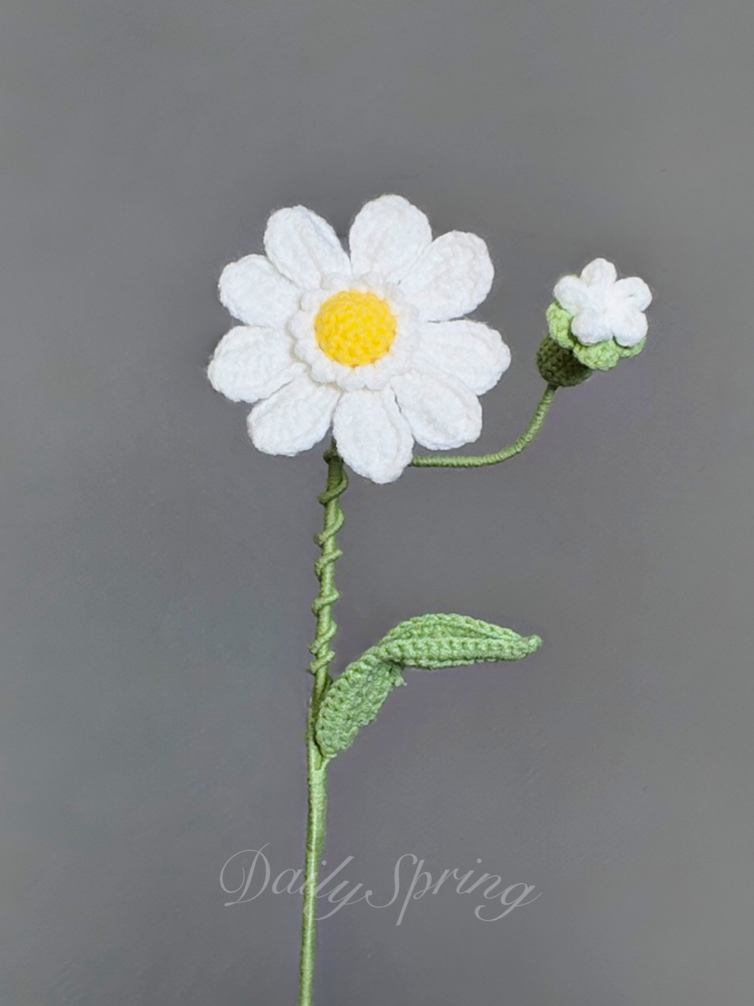 Mini Gerbera Daisy