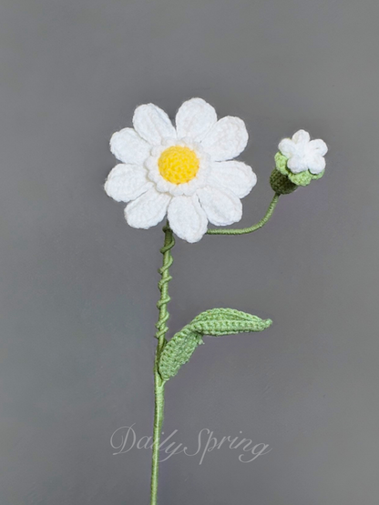 Mini Gerbera Daisy